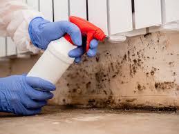 Why You Should Choose Our Mold Remediation Services in Richfield Springs, NY